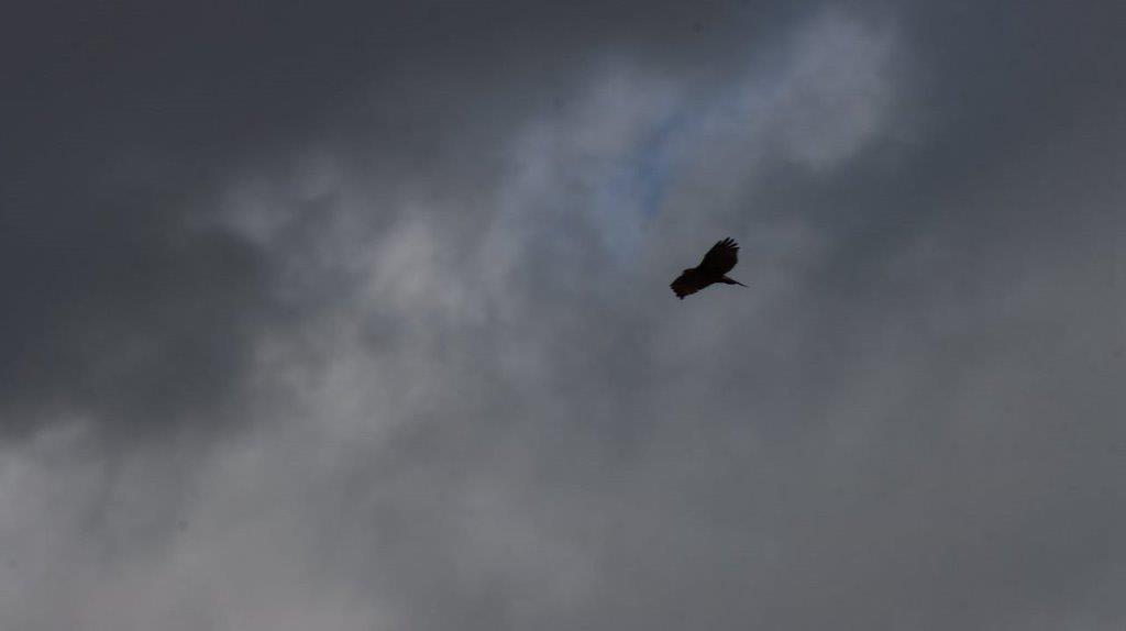 A bird flying in the sky

Description automatically generated