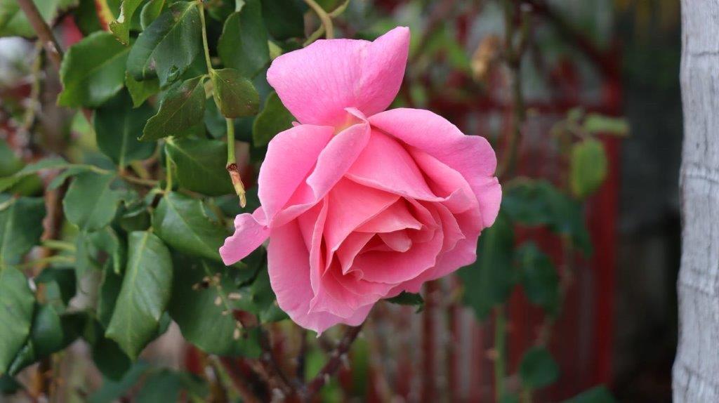 A close-up of a pink rose

Description automatically generated