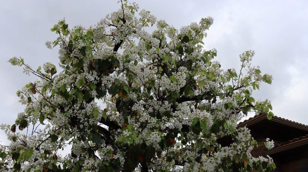A close-up of a tree

Description automatically generated