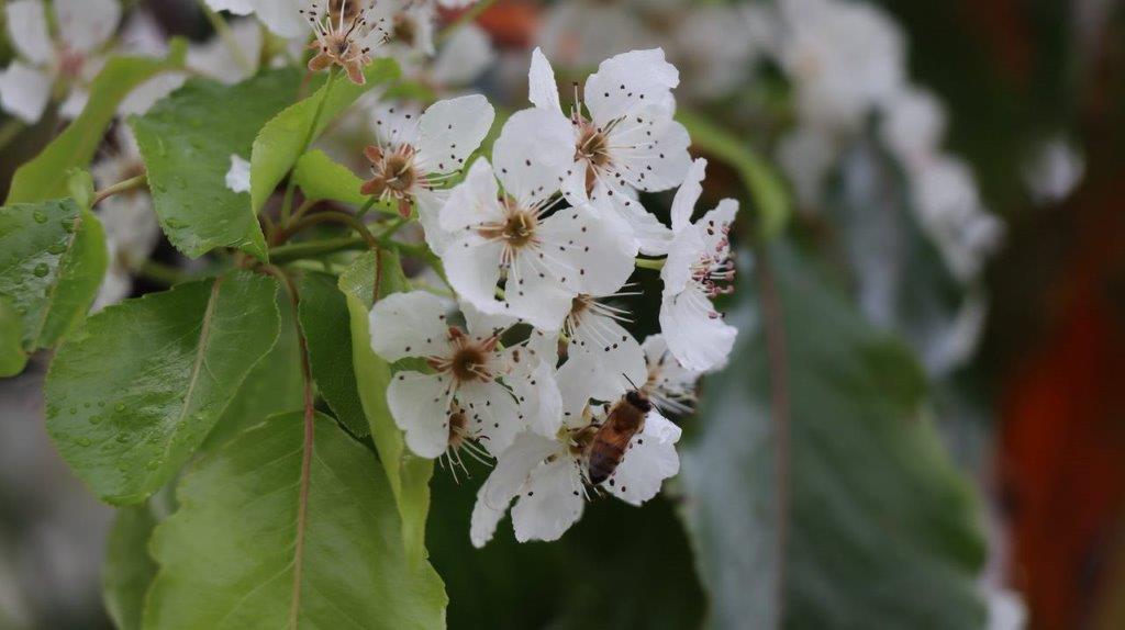 A bee on a white flower

Description automatically generated