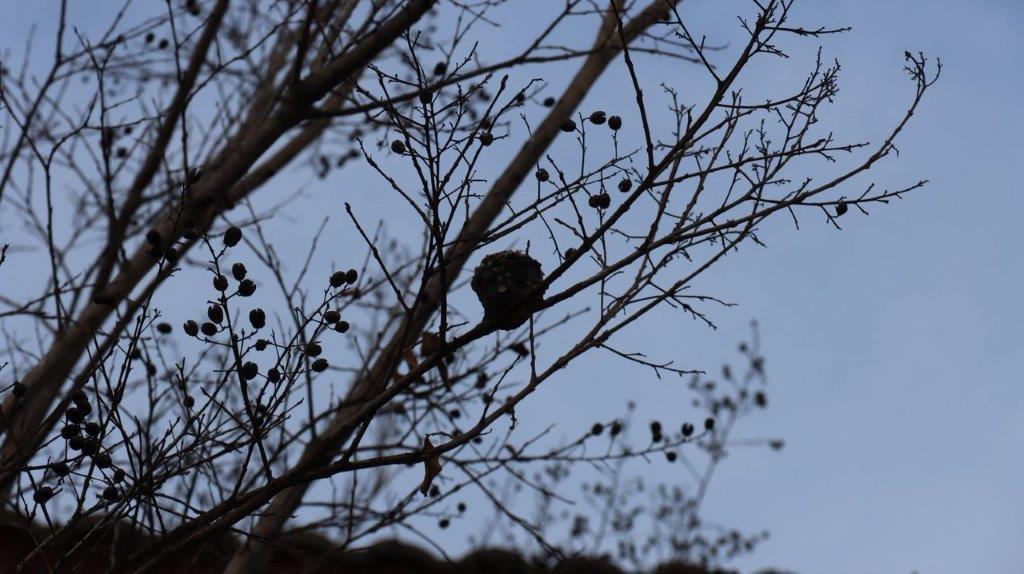 A tree with no leaves

Description automatically generated