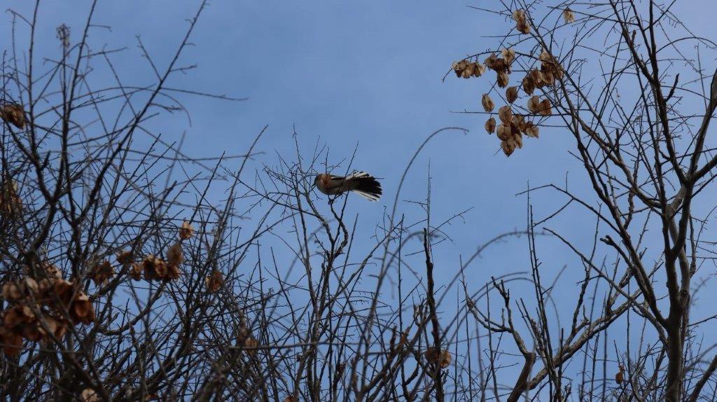 A bird flying in a tree

Description automatically generated