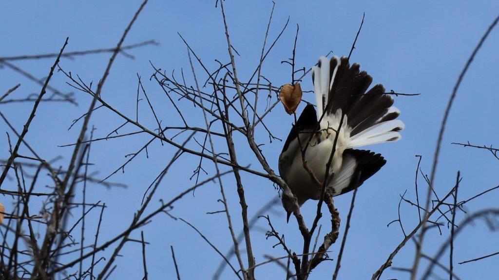 A bird sitting on a tree branch

Description automatically generated
