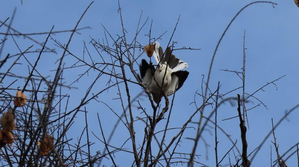 A bird sitting on a tree branch

Description automatically generated