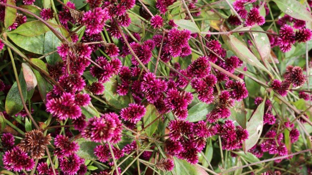 A group of purple flowers

Description automatically generated