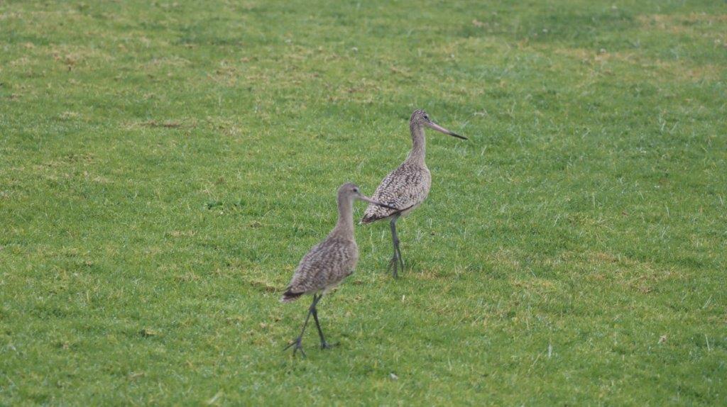 A couple of birds walking on grass

Description automatically generated