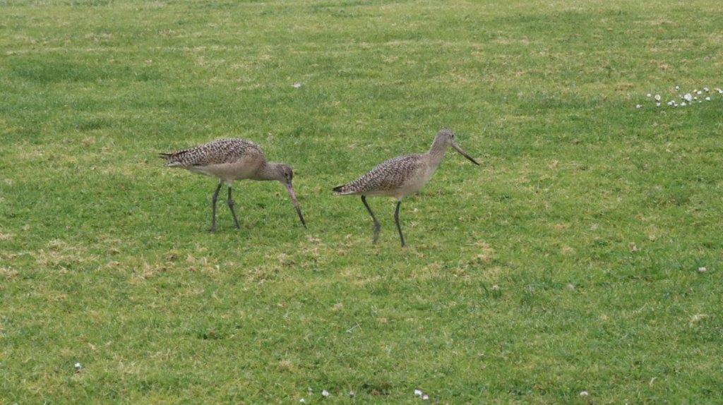 Birds standing in a grassy field

Description automatically generated