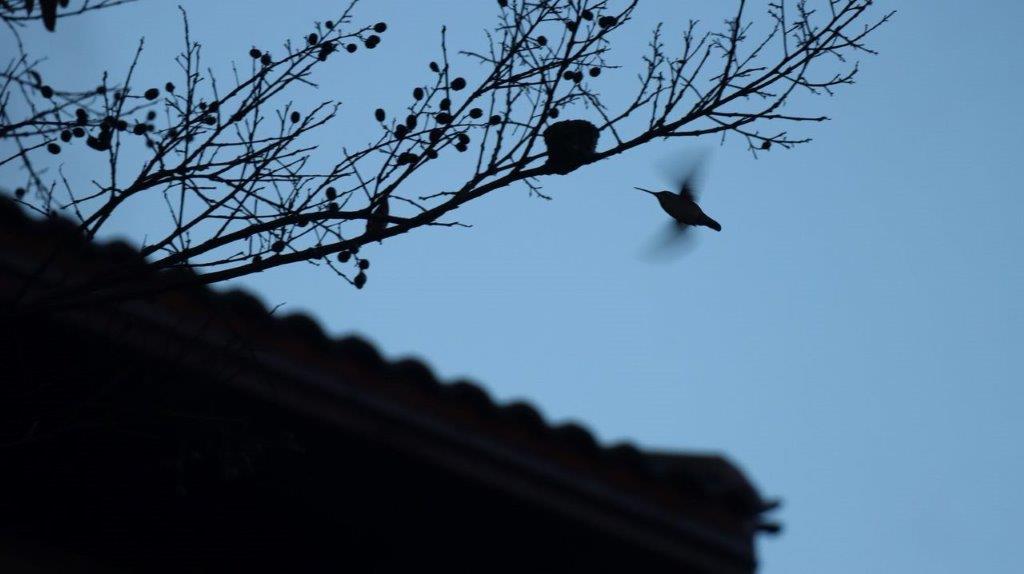 A bird flying in the sky

Description automatically generated