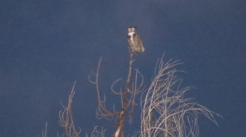 A owl perched on a branch

Description automatically generated