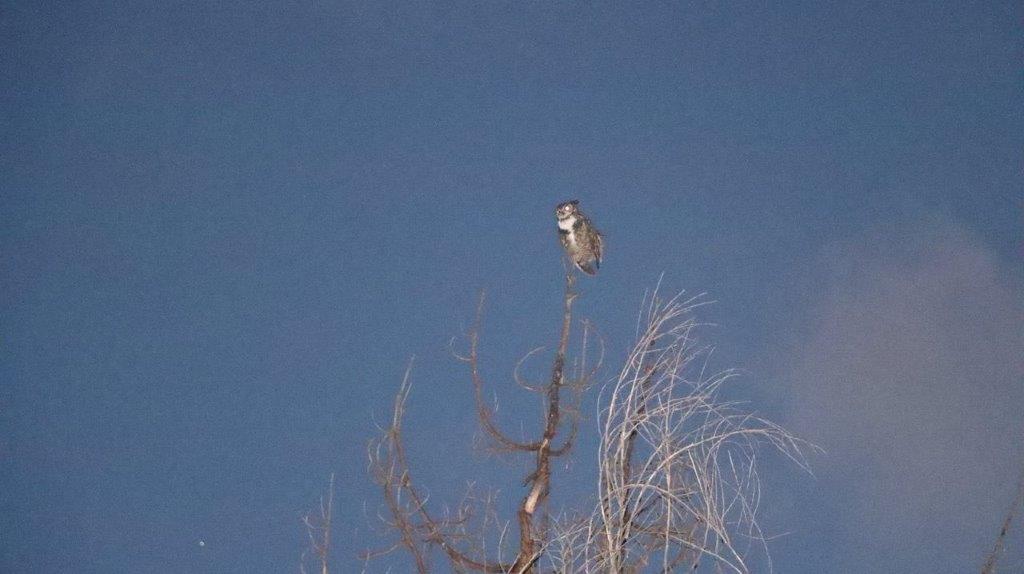 A owl perched on a tree branch

Description automatically generated
