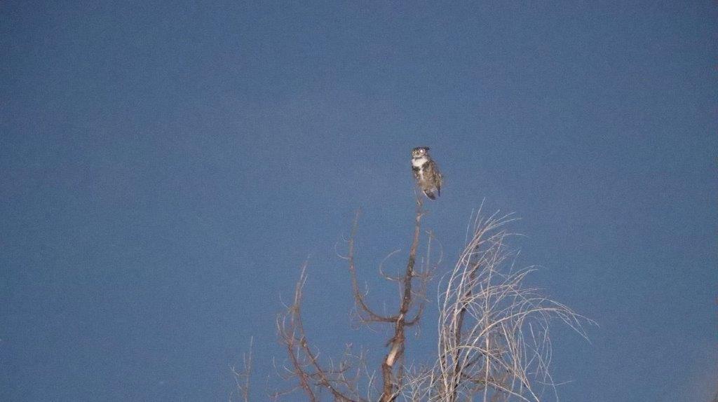 A owl perched on a tree branch

Description automatically generated