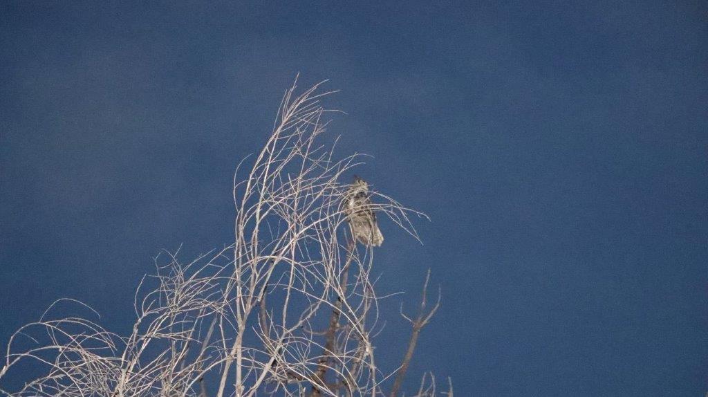 A bird in a tree

Description automatically generated