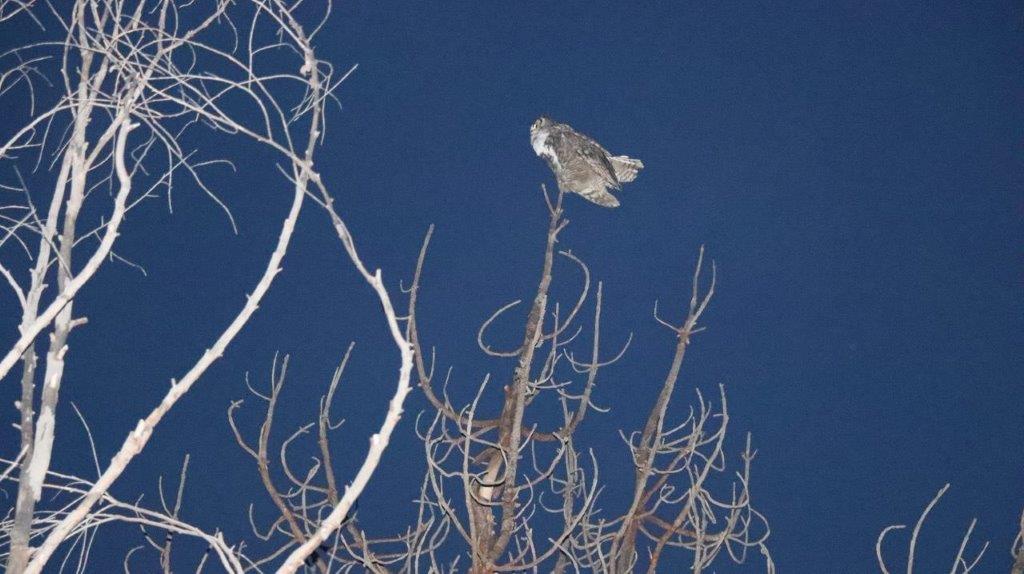 A owl perched on a tree branch

Description automatically generated
