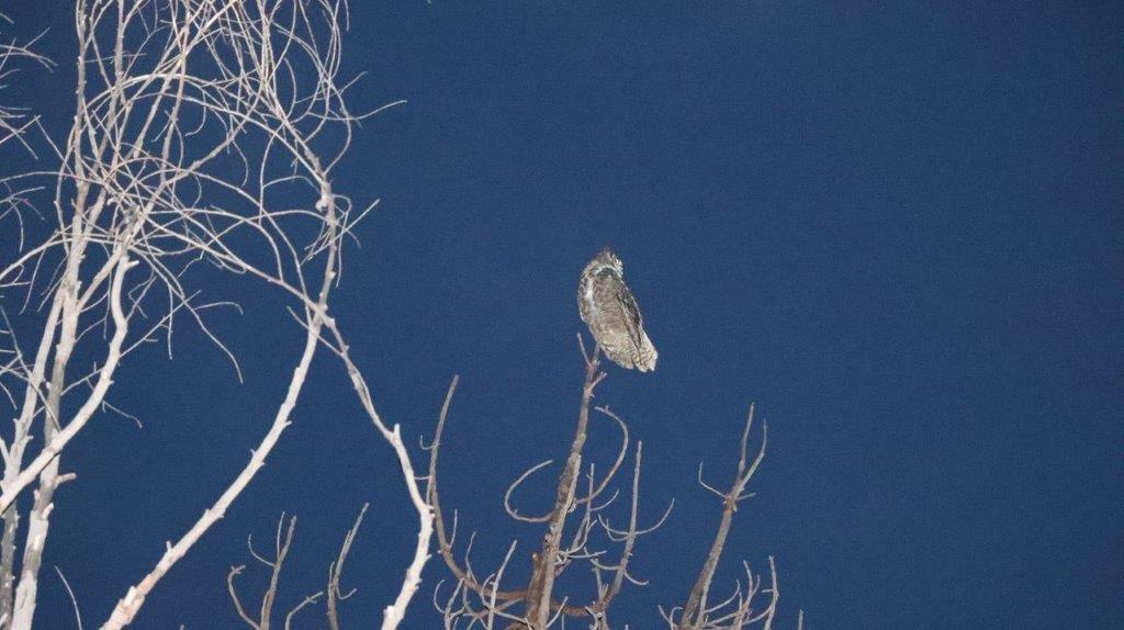 A bird perched on a branch

Description automatically generated