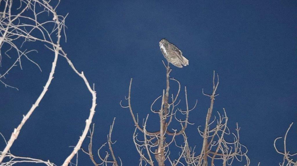 A bird on a tree branch

Description automatically generated