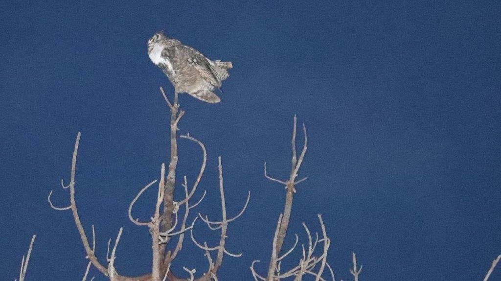 A owl perched on a tree branch

Description automatically generated