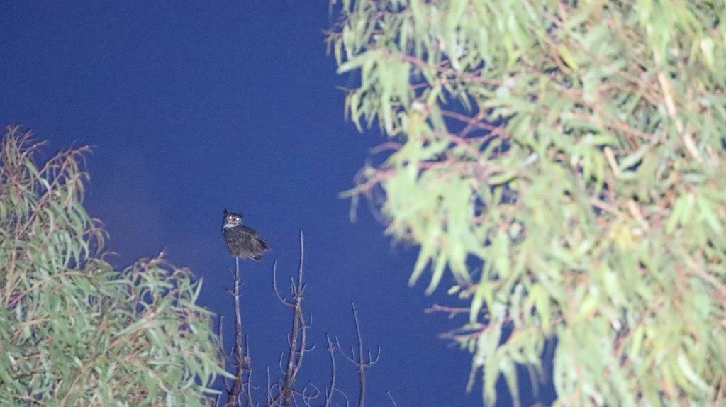 A bird perched on a branch

Description automatically generated