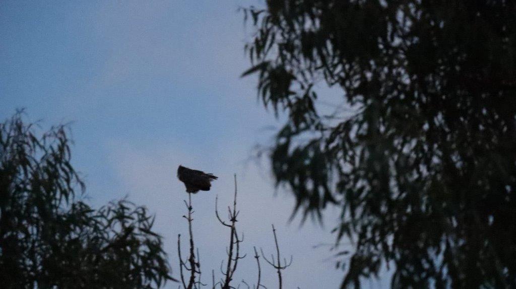 A bird perched on a tree branch

Description automatically generated