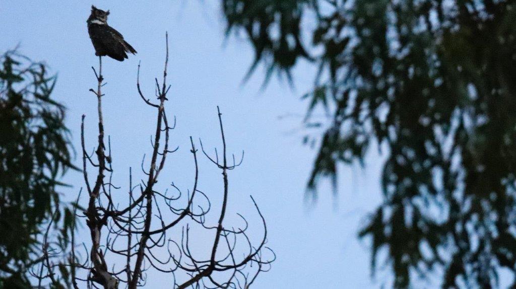A bird perched on a tree branch

Description automatically generated
