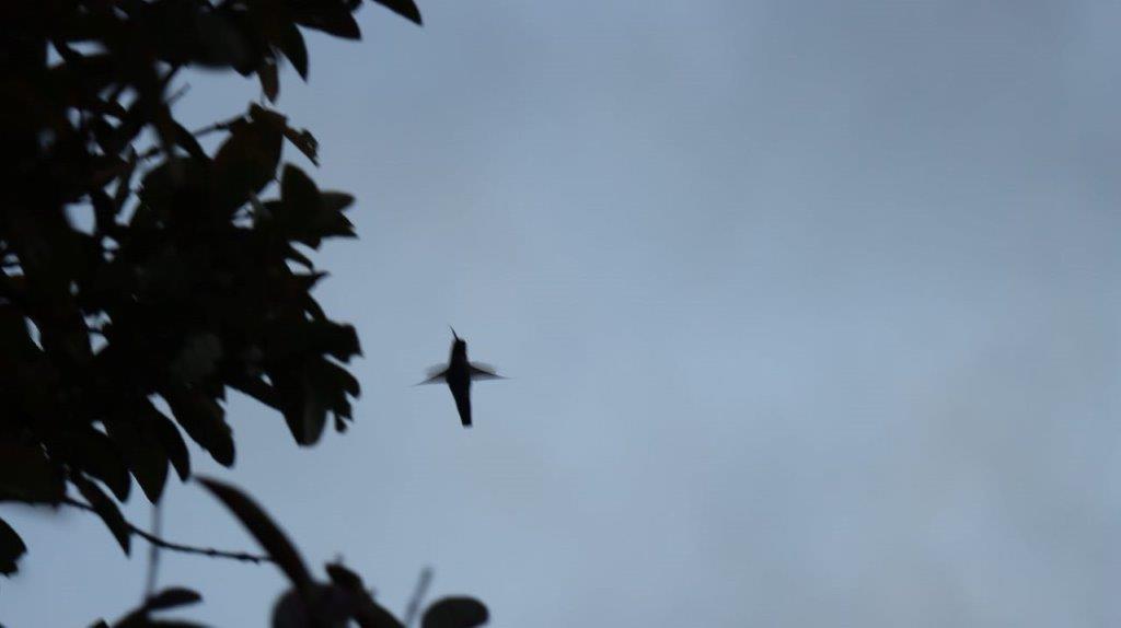 A bird flying in the sky

Description automatically generated