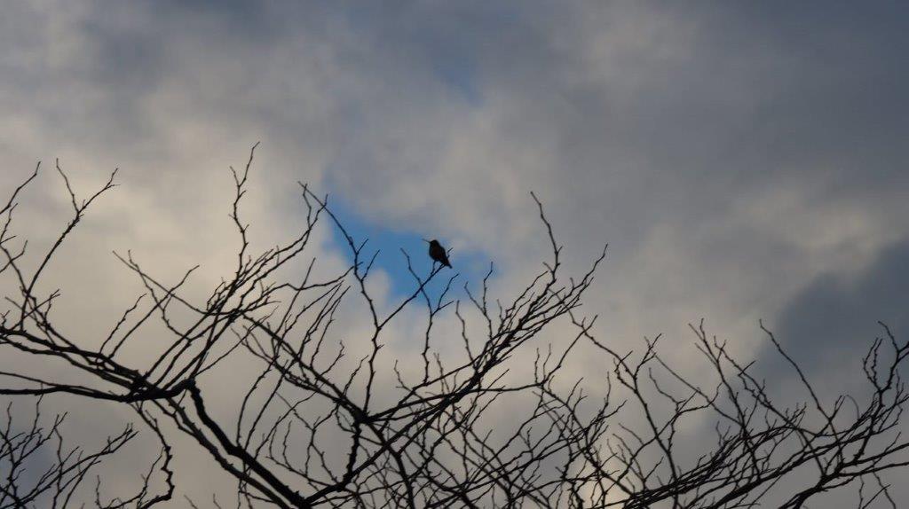 A bird perched on a tree branch

Description automatically generated