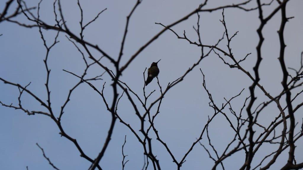A bird sitting on a tree branch

Description automatically generated