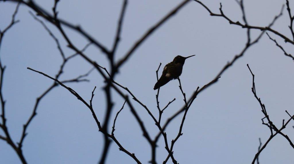 A bird sitting on a branch

Description automatically generated