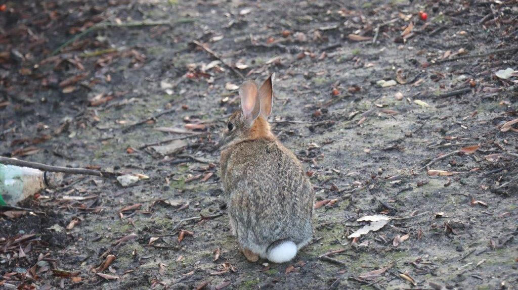 A rabbit sitting on the ground

Description automatically generated