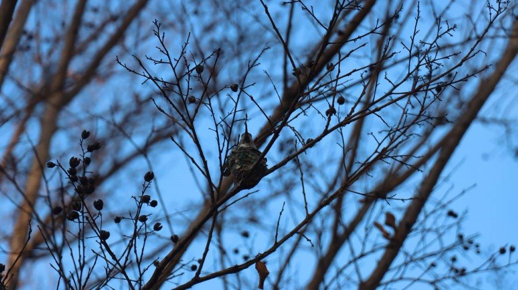 A bird nest on a tree branch

Description automatically generated