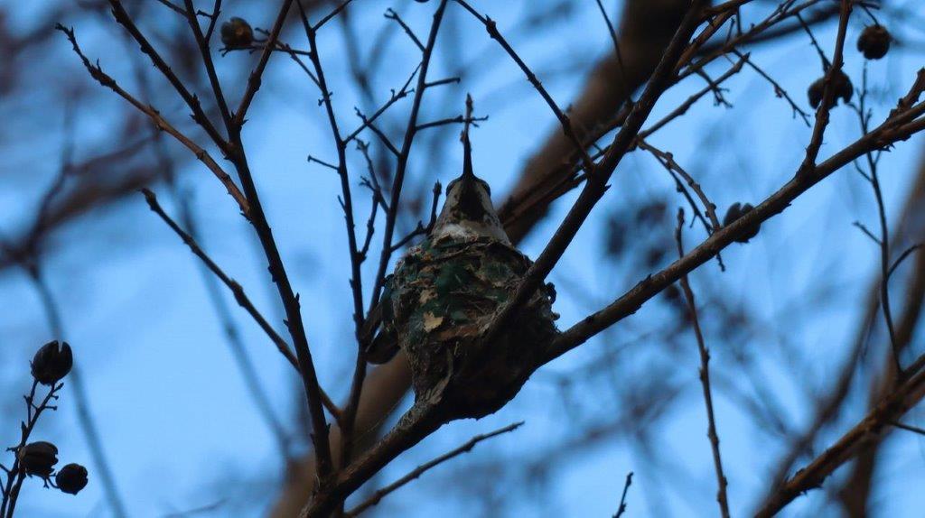 A bird in a tree

Description automatically generated