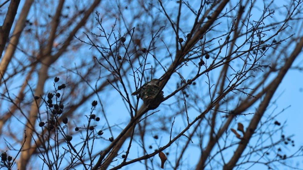 A bird on a branch

Description automatically generated