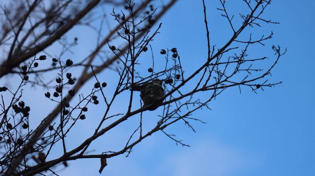 A bird on a tree branch

Description automatically generated