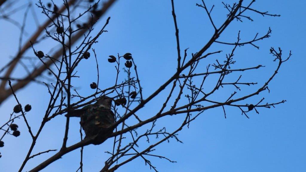 A tree with no leaves

Description automatically generated