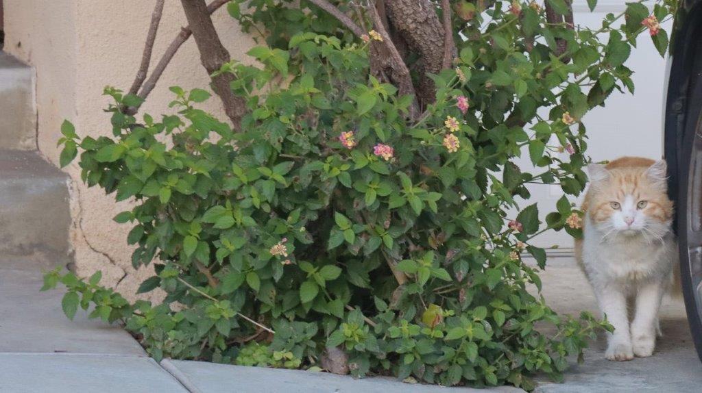 A close-up of a bush

Description automatically generated