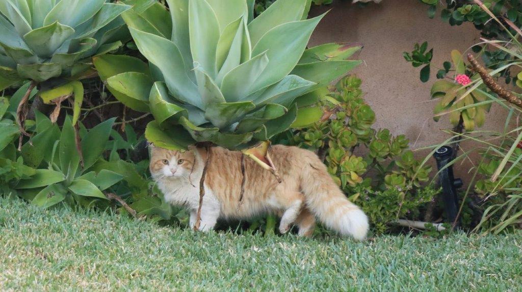 A cat under a plant

Description automatically generated