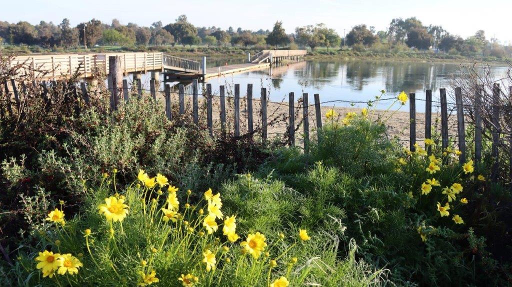 A yellow flowers next to a body of water

Description automatically generated