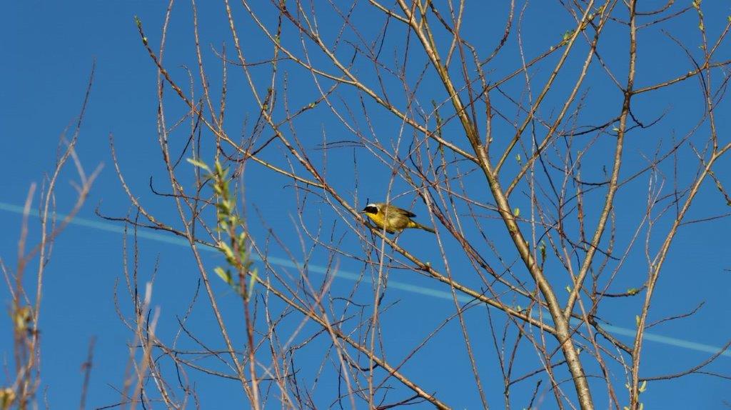 A bird sitting on a tree branch

Description automatically generated