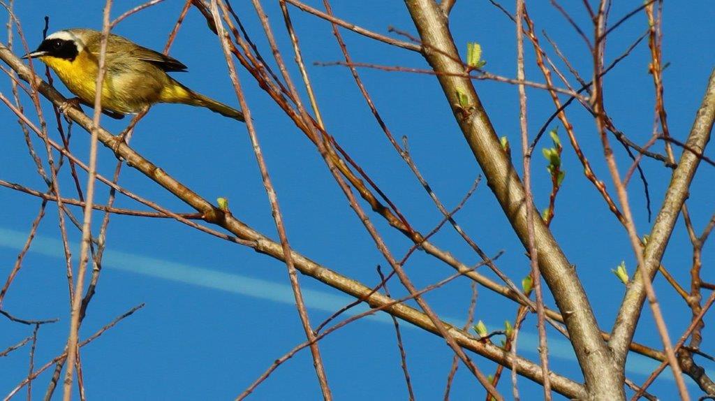 A bird perched on a tree branch

Description automatically generated