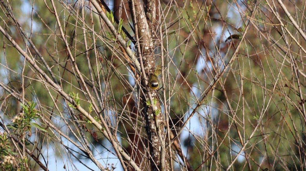 A bird on a tree branch

Description automatically generated