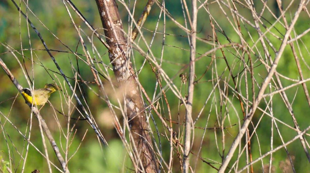 Close-up of a tree branch

Description automatically generated