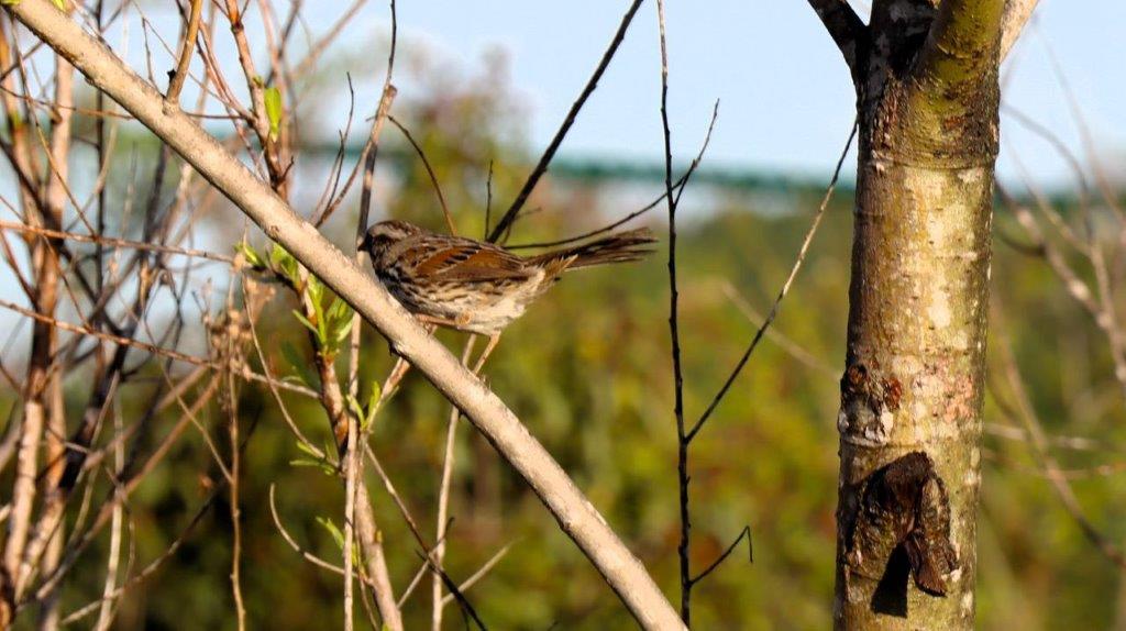 A bird on a branch

Description automatically generated