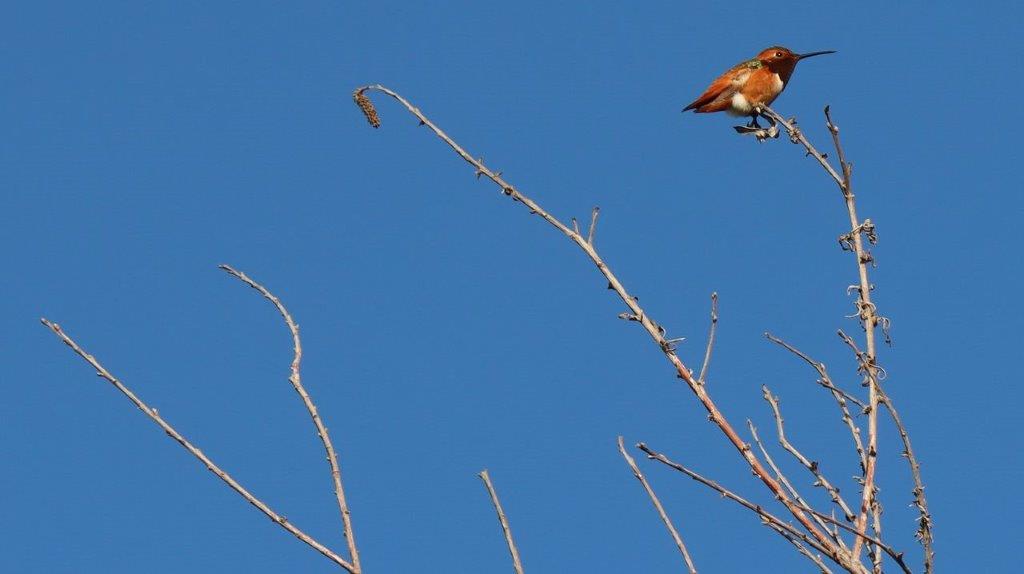 A bird perched on a branch

Description automatically generated
