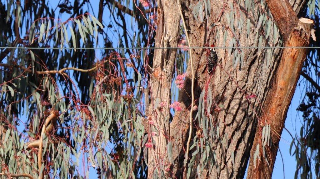 A tree with leaves and branches

Description automatically generated