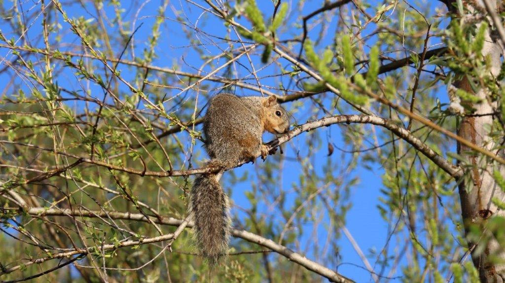 A squirrel on a tree branch

Description automatically generated