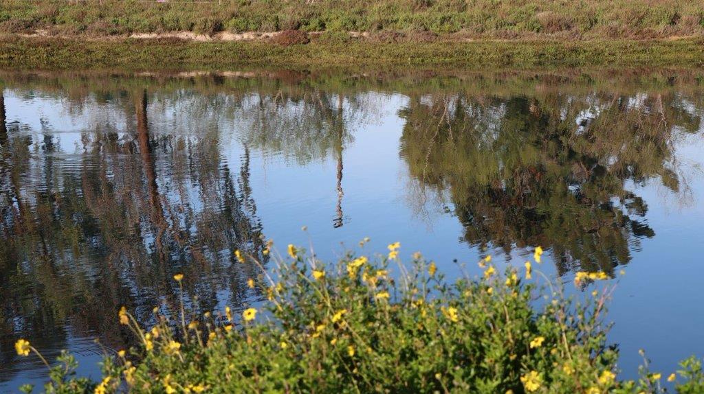 A body of water with yellow flowers

Description automatically generated