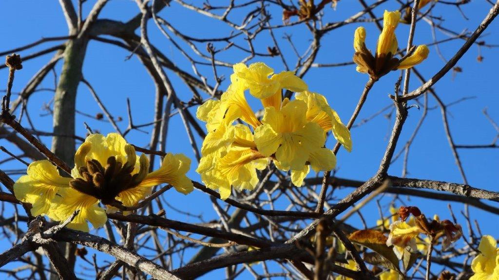 Yellow flowers on a tree

Description automatically generated