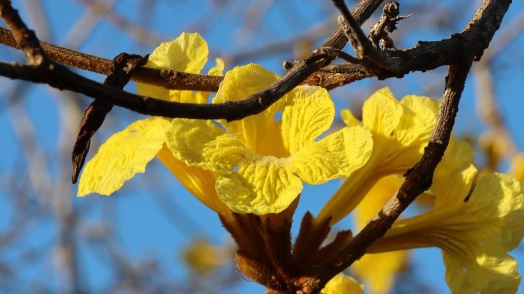 A yellow flower on a tree branch

Description automatically generated