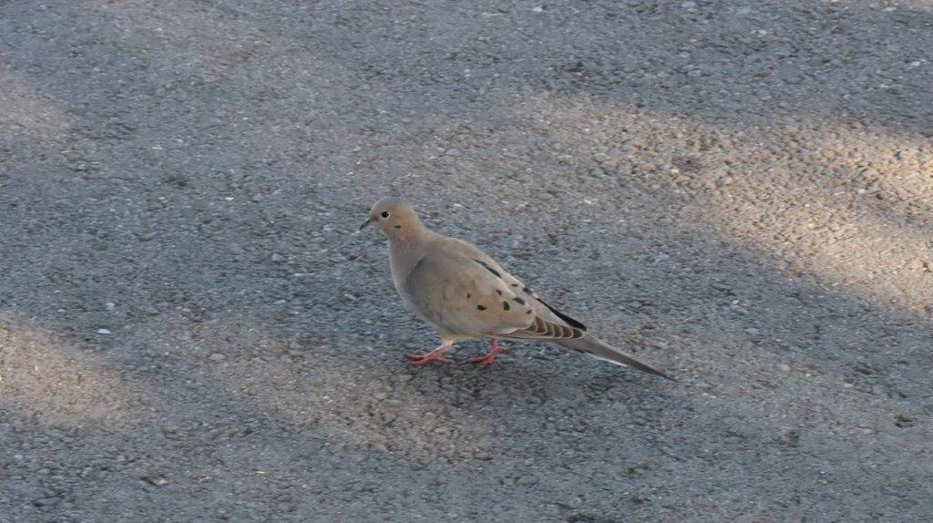 A bird walking on the ground

Description automatically generated