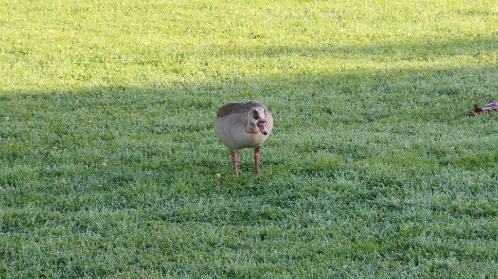 A bird standing in grass

Description automatically generated