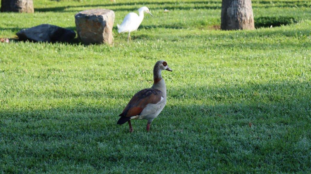 A duck standing on grass

Description automatically generated